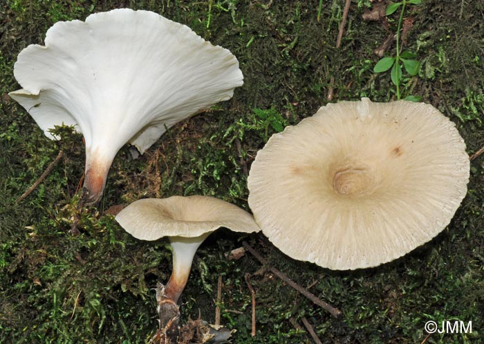 Polyporus tubaeformis