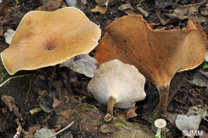 Polyporus tubaeformis