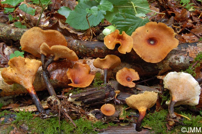 Polyporus tubaeformis