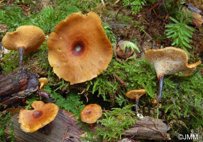 Polyporus tubaeformis