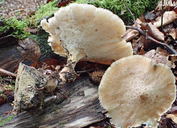 Polyporus tuberaster = Polyporus lentus = Polyporus forquignonii