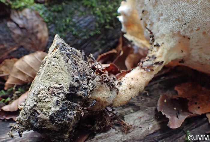 Polyporus tuberaster = Polyporus lentus = Polyporus forquignonii