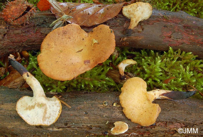 Polyporus varius