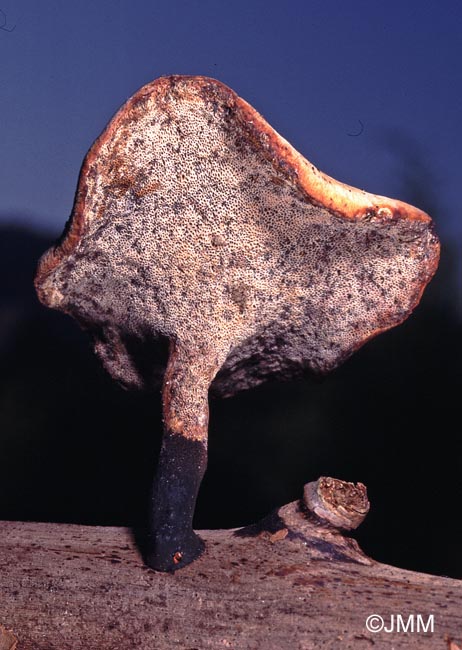 Polyporus varius = Polyporus leptocephalus 