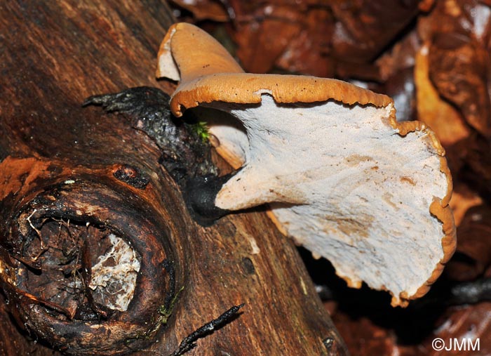 Polyporus varius = Polyporus leptocephalus 