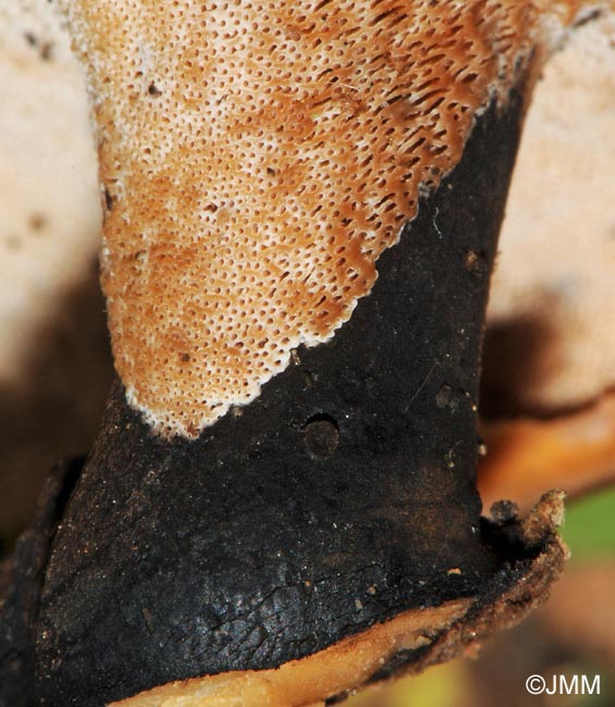 Polyporus varius = Polyporus leptocephalus 