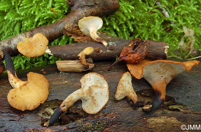 Polyporus varius