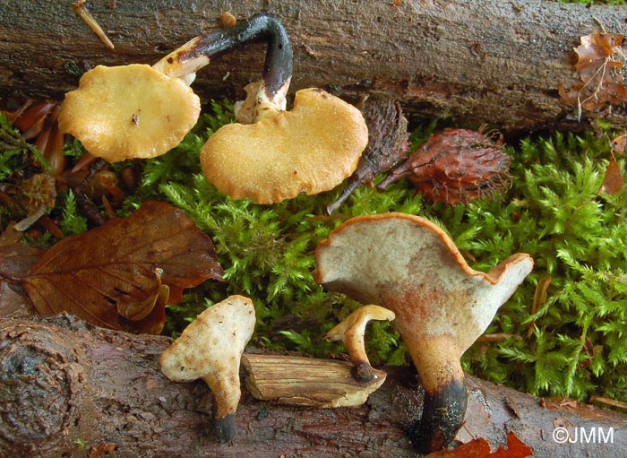 Polyporus varius