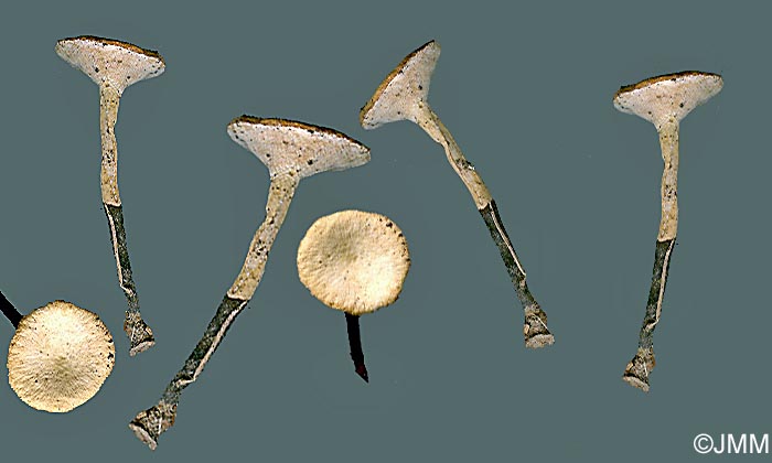 Polyporus varius f. nummularius