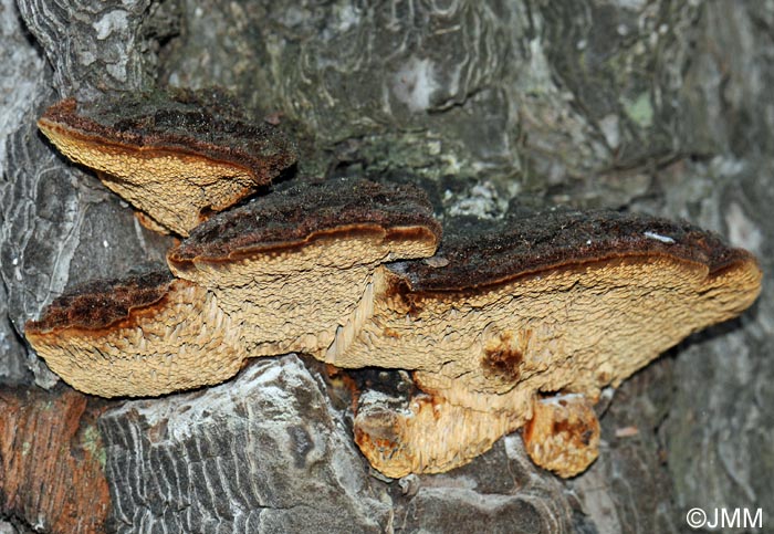 Porodaedalea pini = Phellinus pini