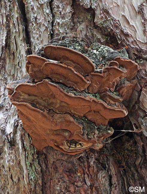 Porodaedalea pini = Phellinus pini