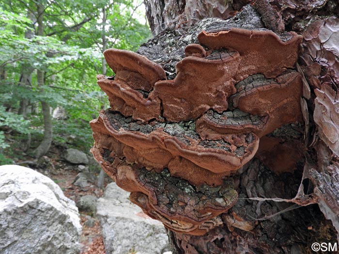 Porodaedalea pini = Phellinus pini