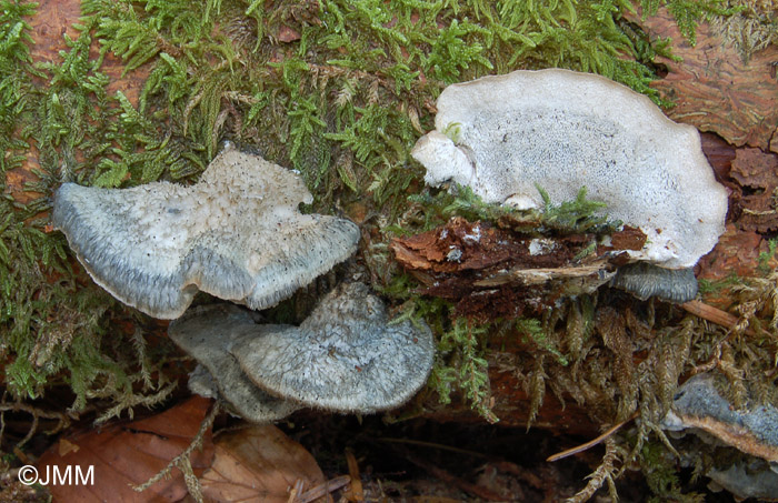 Postia caesia = Oligoporus caesius