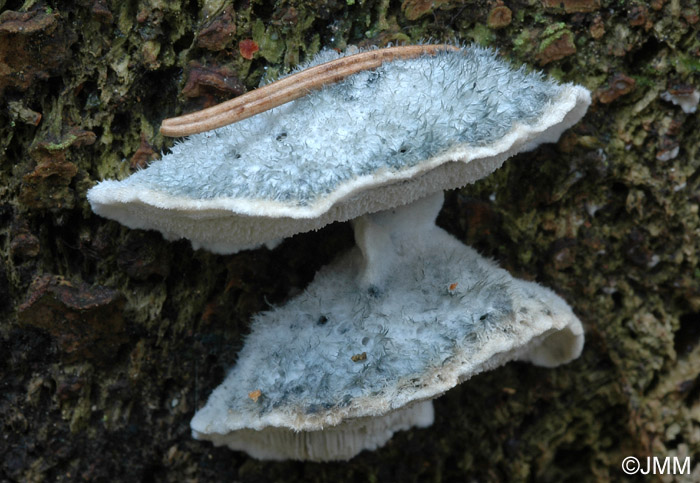 Postia caesia = Oligoporus caesius