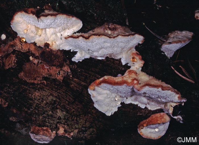 Postia fragilis