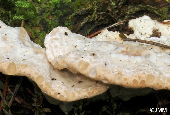 Postia guttulata