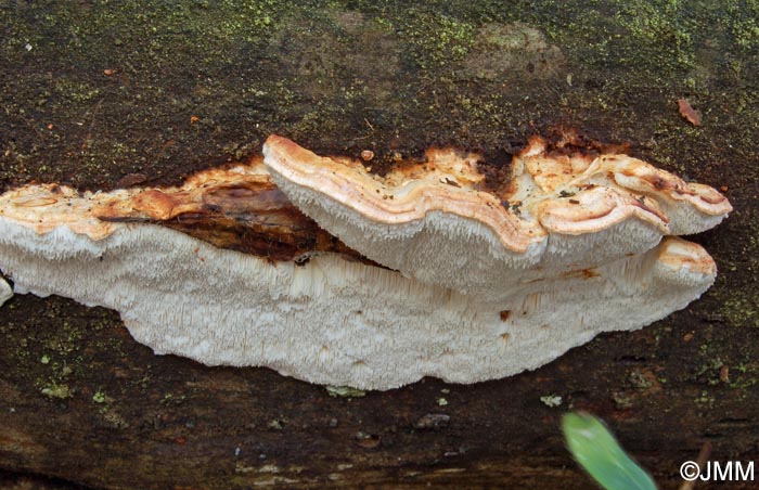 Postia leucomallela ss  auct = Postia rufescens prov.