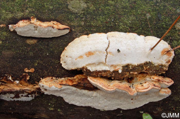 Postia leucomallela ss  auct = Postia rufescens prov.