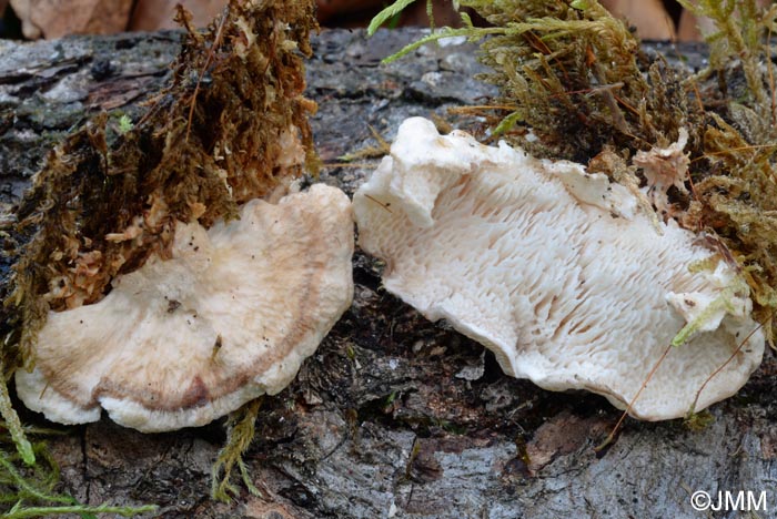 Postia leucomallela ss  auct = Postia rufescens prov.