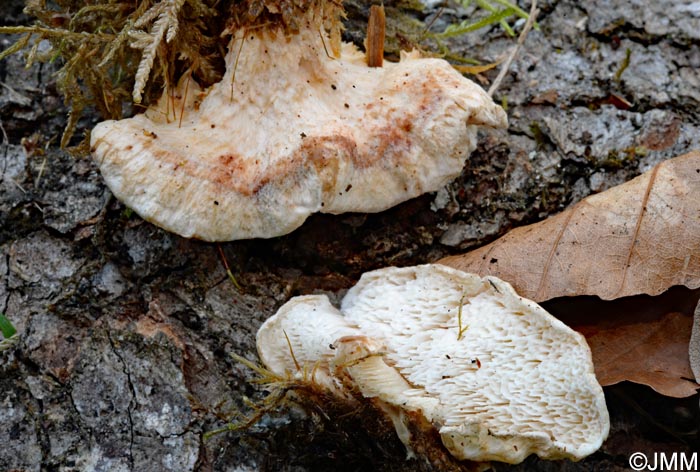 Postia leucomallela ss  auct = Postia rufescens prov.