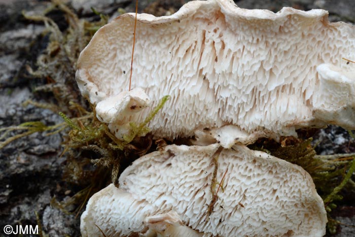 Postia leucomallela ss  auct = Postia rufescens prov.