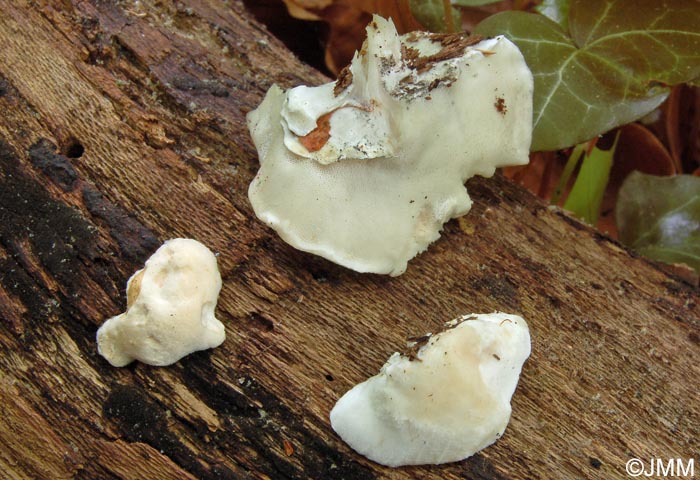 Postia subcaesia = Oligoporus subcaesius