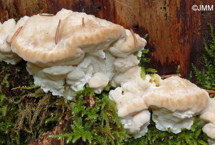 Postia tephroleuca = Oligoporus tephroleucus