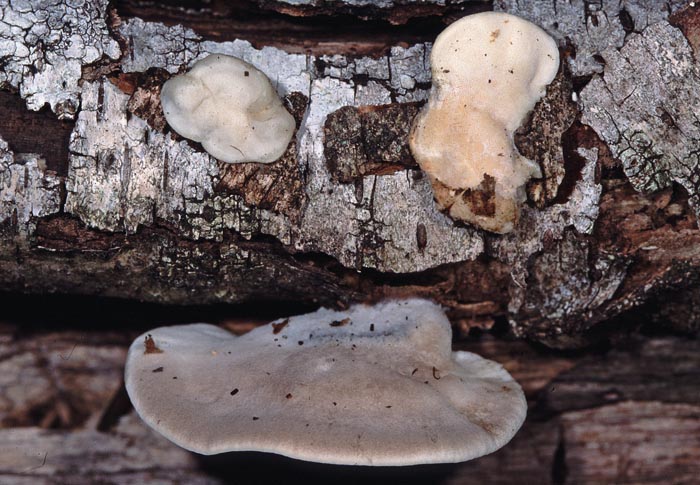 Postia tephroleuca = Oligoporus tephroleucus