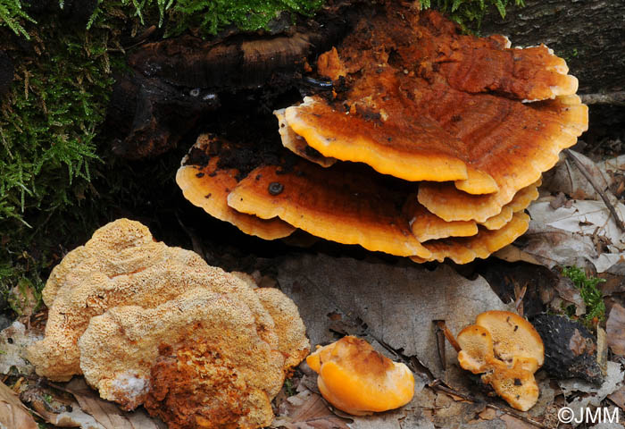 Pycnoporellus fulgens