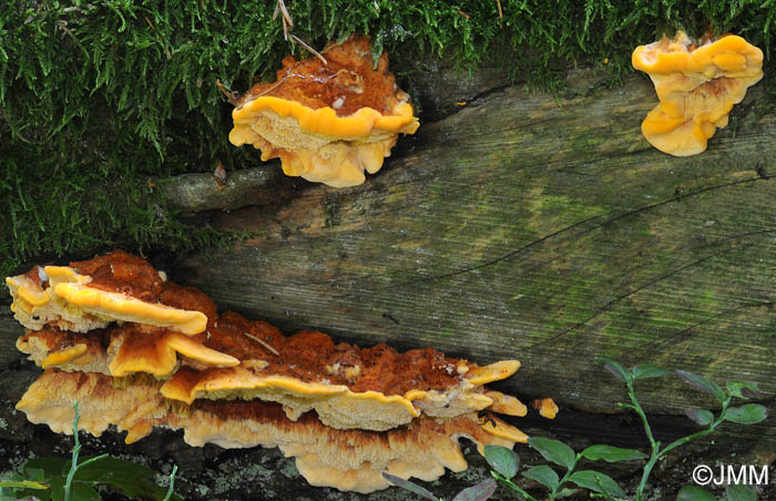 Pycnoporellus fulgens