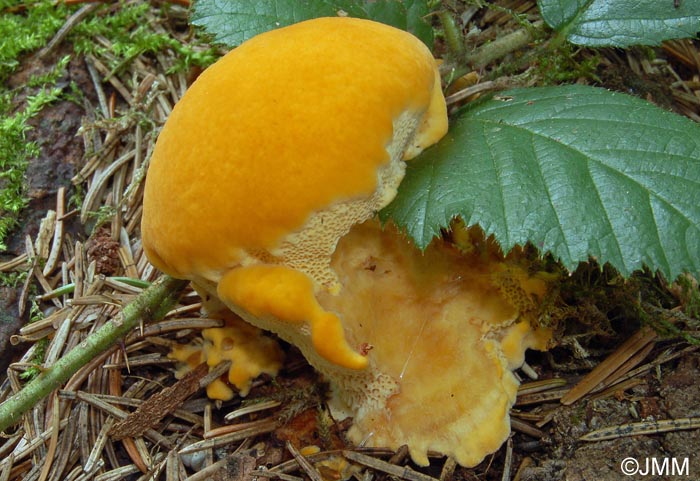 Pycnoporellus fulgens