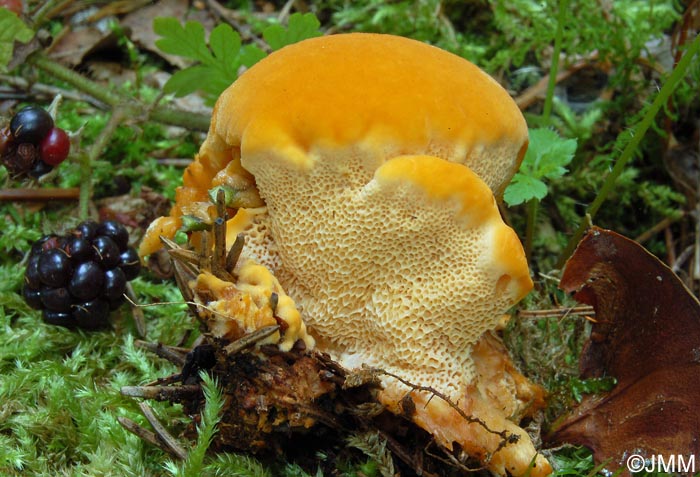 Pycnoporellus fulgens