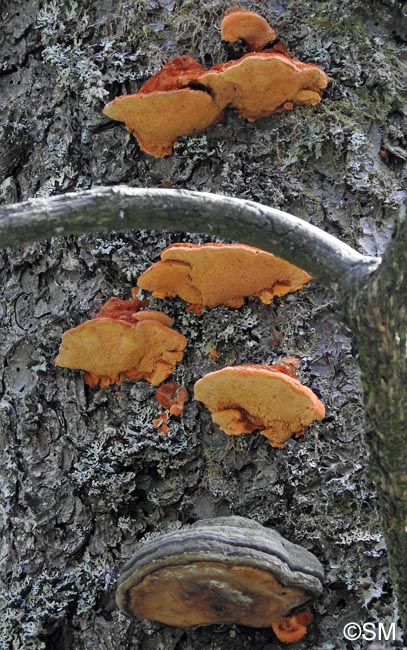 Pycnoporellus fulgens et Fomitopsis pinicola