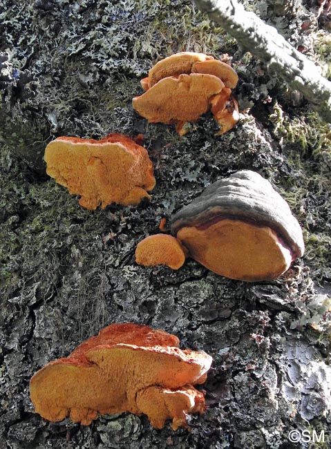 Pycnoporellus fulgens et Fomitopsis pinicola