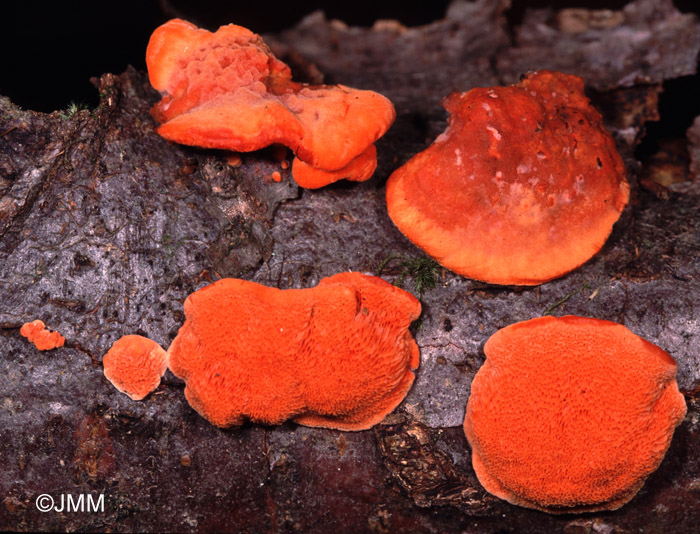 Pycnoporus cinnabarinus 