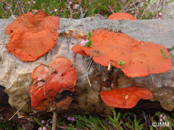 Pycnoporus cinnabarinus