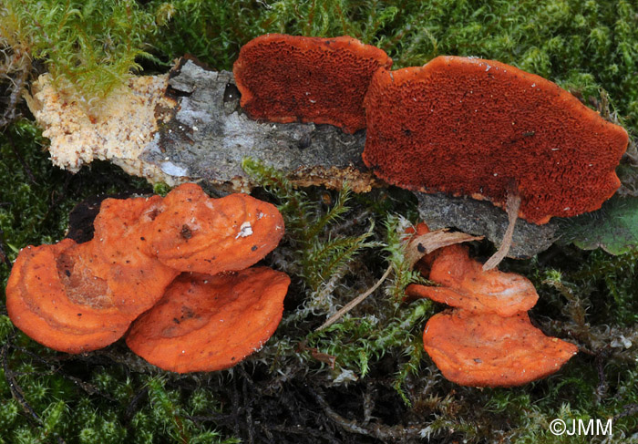 Pycnoporus cinnabarinus