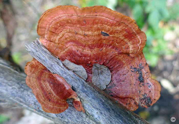 Pycnoporus sanguineus