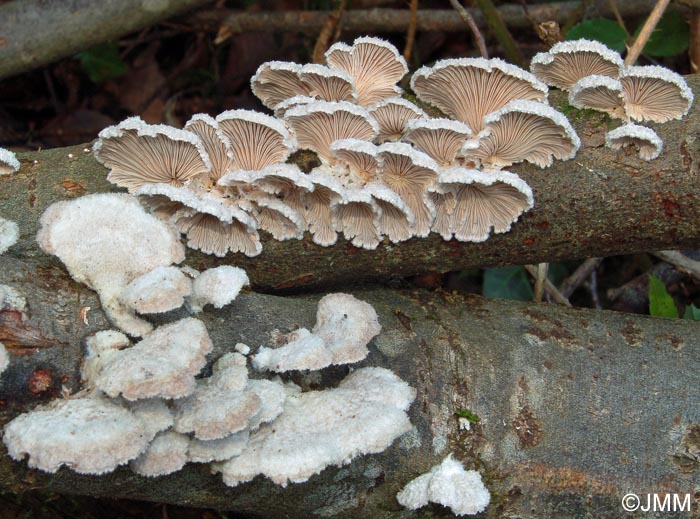 Schizophyllum commune