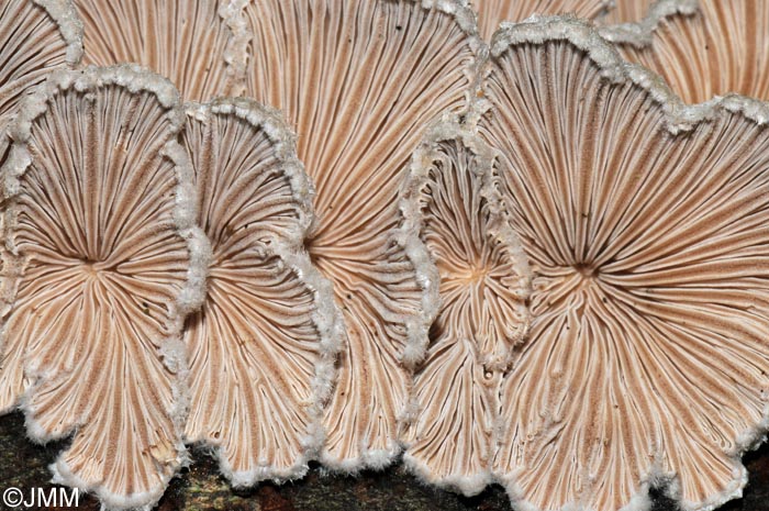 Schizophyllum commune