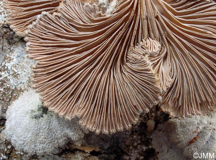 Schizophyllum commune