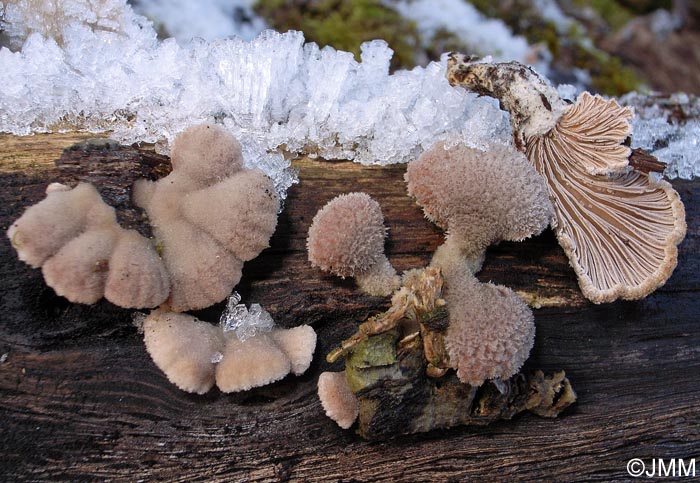 Schizophyllum commune