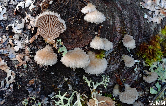 Schizophyllum commune