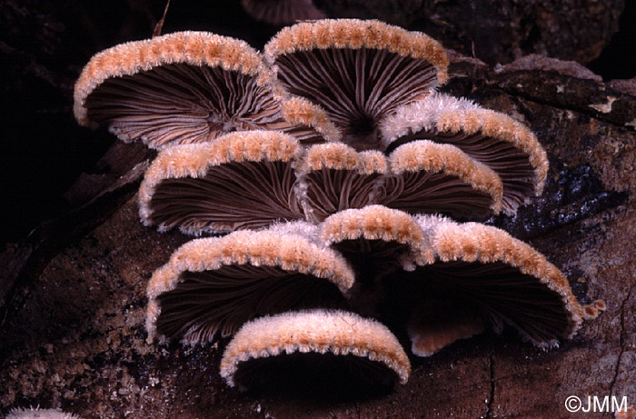 Schizophyllum commune