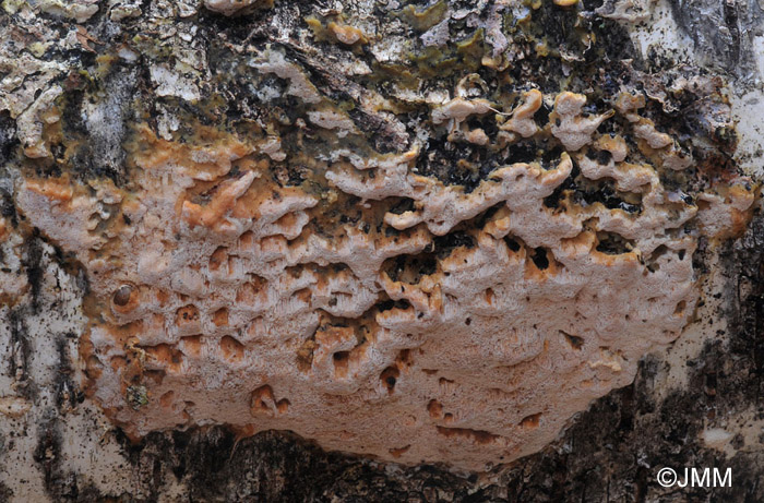 Schizopora flavipora