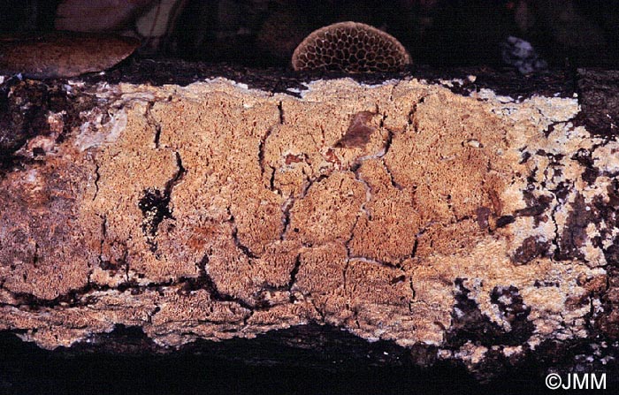 Schizopora flavipora