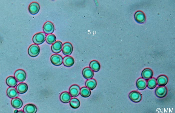 Spongipellis pachyodon