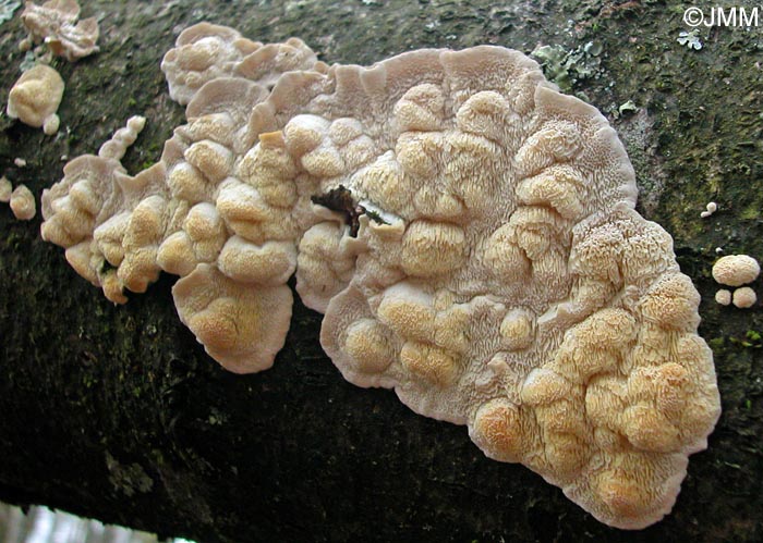 Spongiporus undosus = Postia undosa