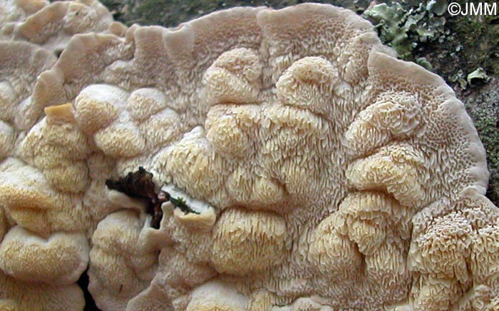 Spongiporus undosus = Postia undosa