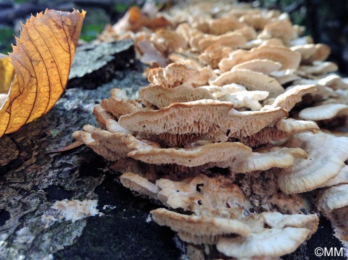 Trametes cervina = Trametopsis cervina